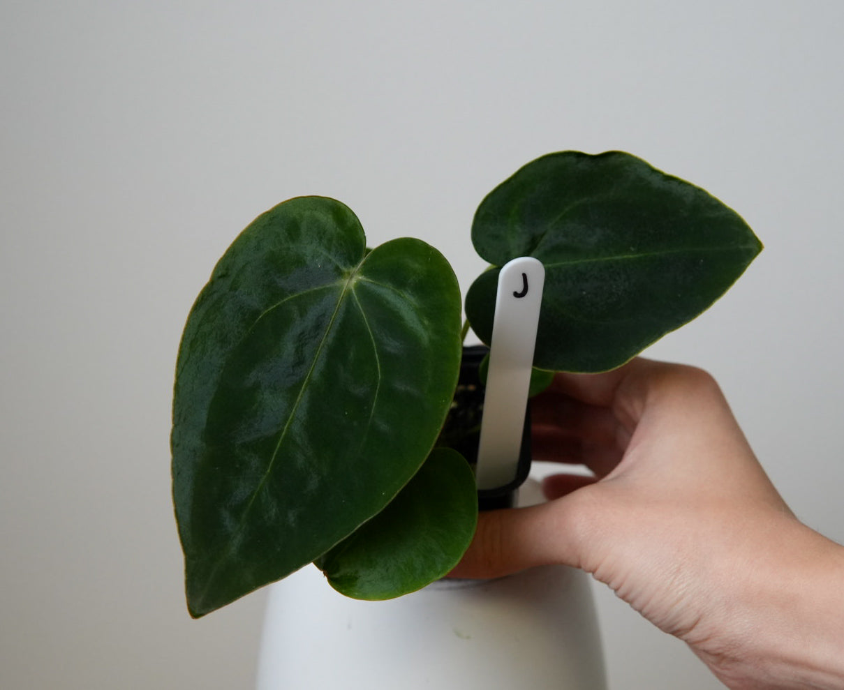 Anthurium (AOS x forgetii 2) x carlablackiae X (NSE)