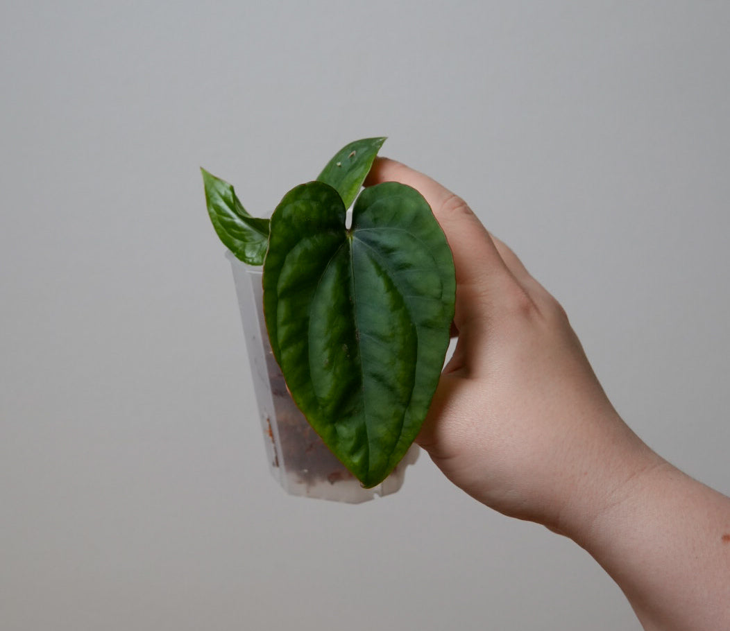 Anthurium 'Circus Peanuts'