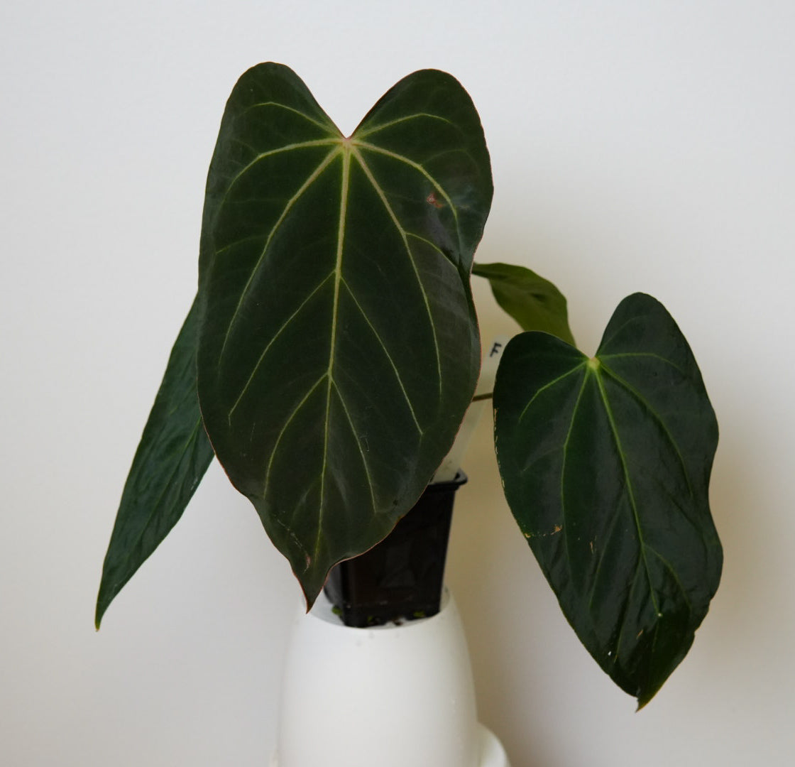 Anthurium (midnight velvet x 'red studd') x carlablackiae x (NSE)