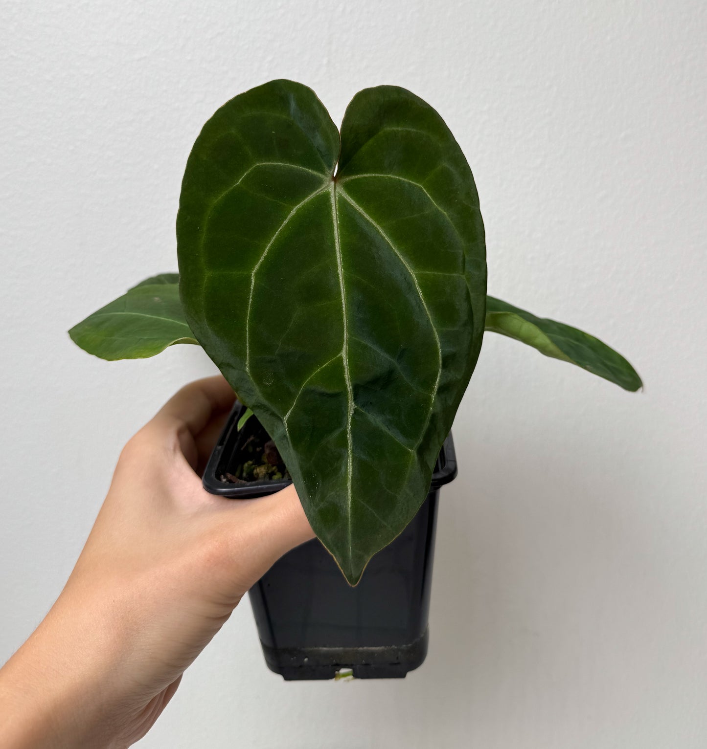 Anthurium Velvet mask x complex HU hybrid 1