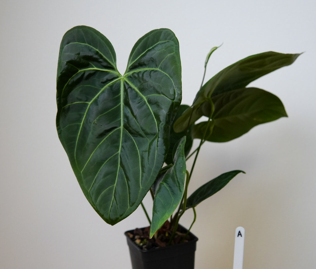 Anthurium 'Silver Shield' x 'Mr Worldwide'