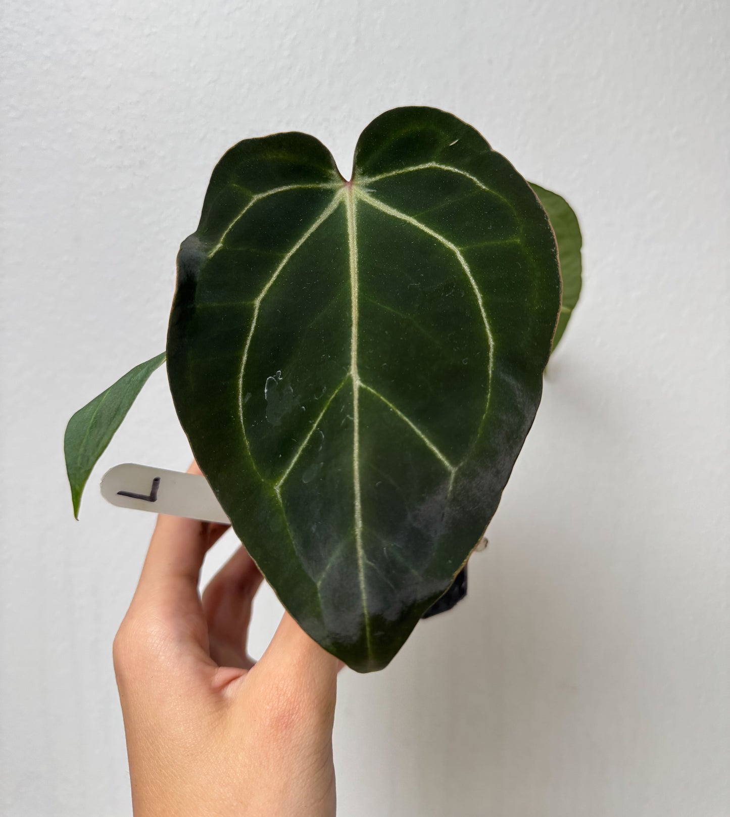 Anthurium (Zara x Michelle) x carlablackiae X (NSE)