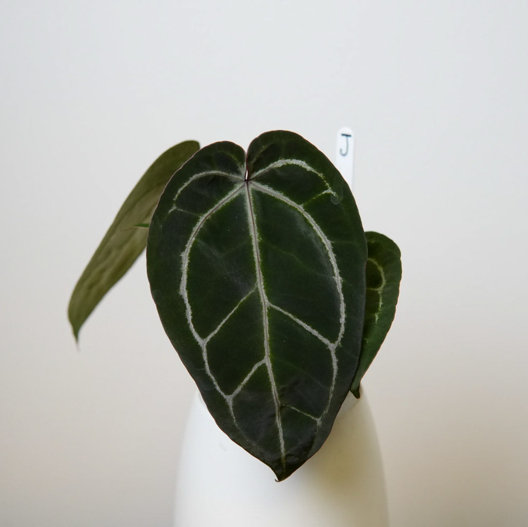Anthurium Complex HU hybrid 2 x (Zara x Michelle)
