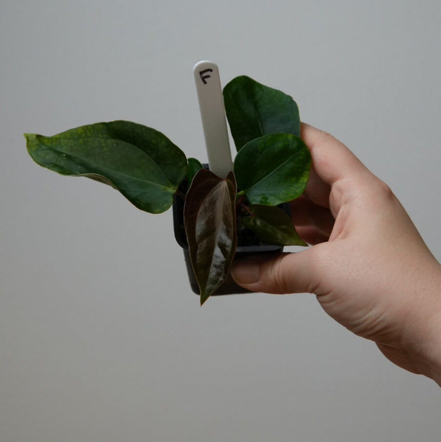 Anthurium carlablackiae X x (noid 'Code Red' x papillilaminum 'A+')