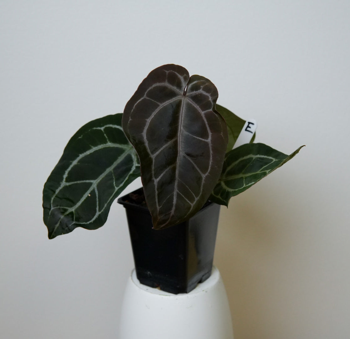 Anthurium Complex HU hybrid 2 x (Zara x Michelle)