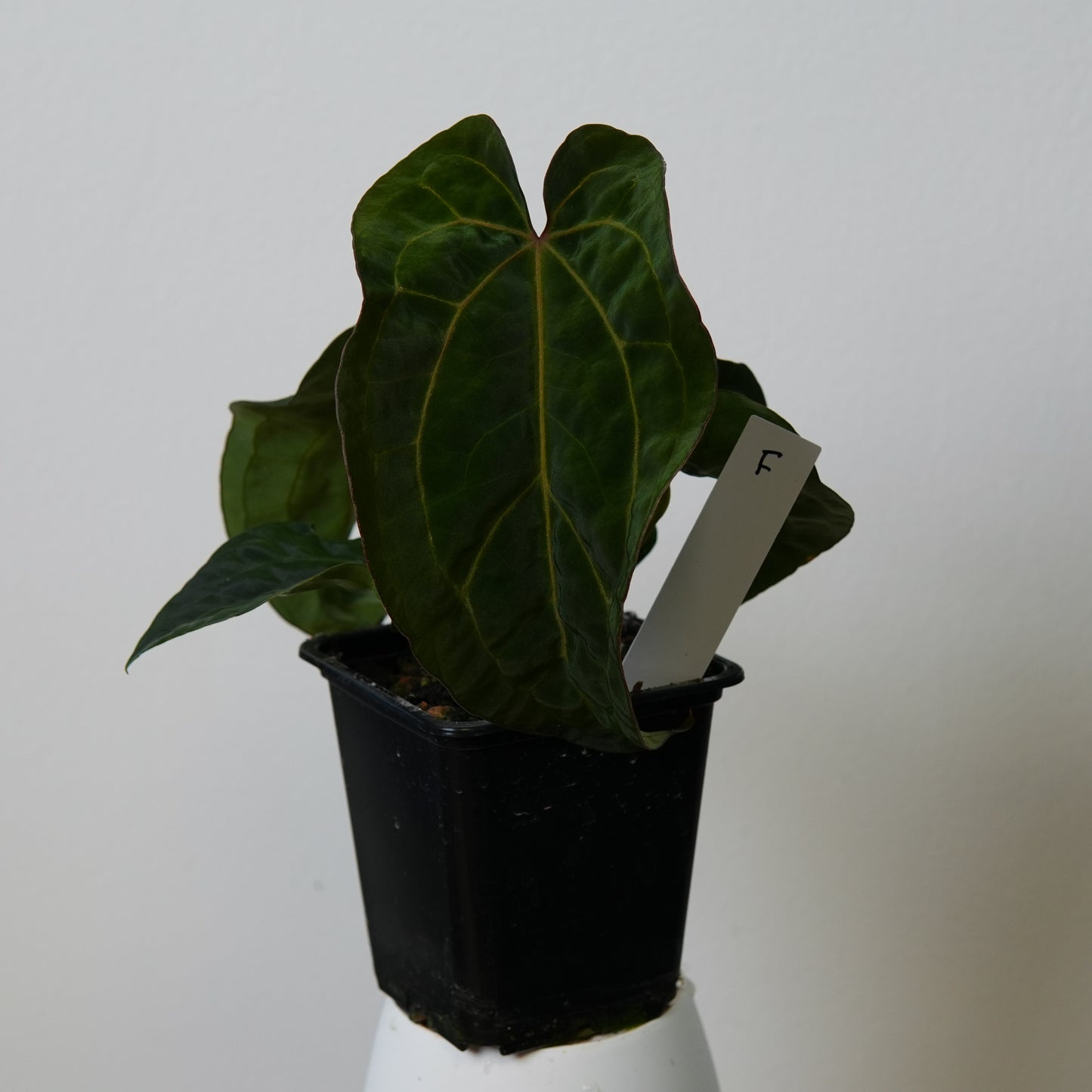 Anthurium (AOS x (Zara x Michelle) 1) x ((carlablackiae x dressleri RD) x pap 'RLFS')