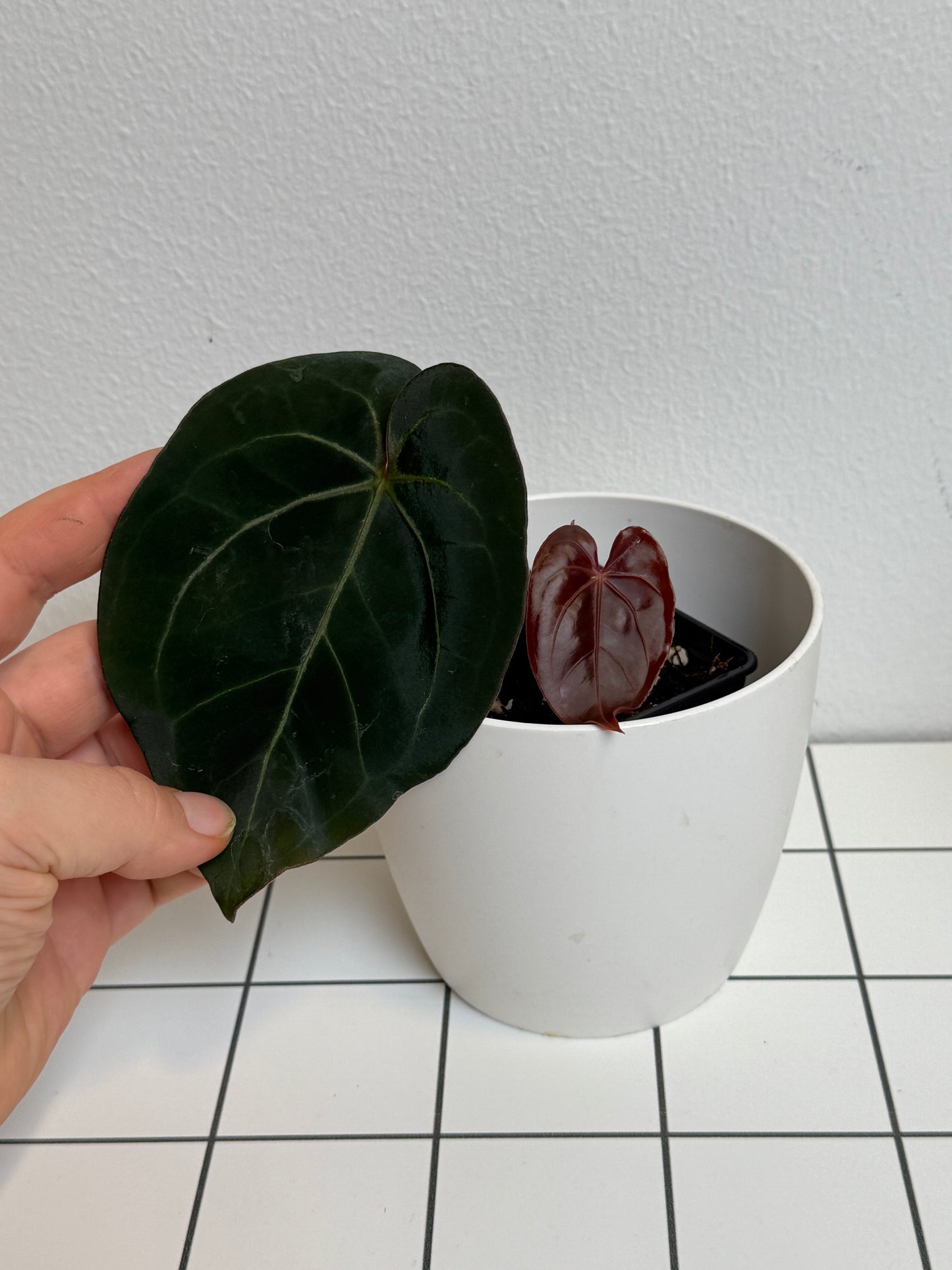 Anthurium 'complex HU 2'