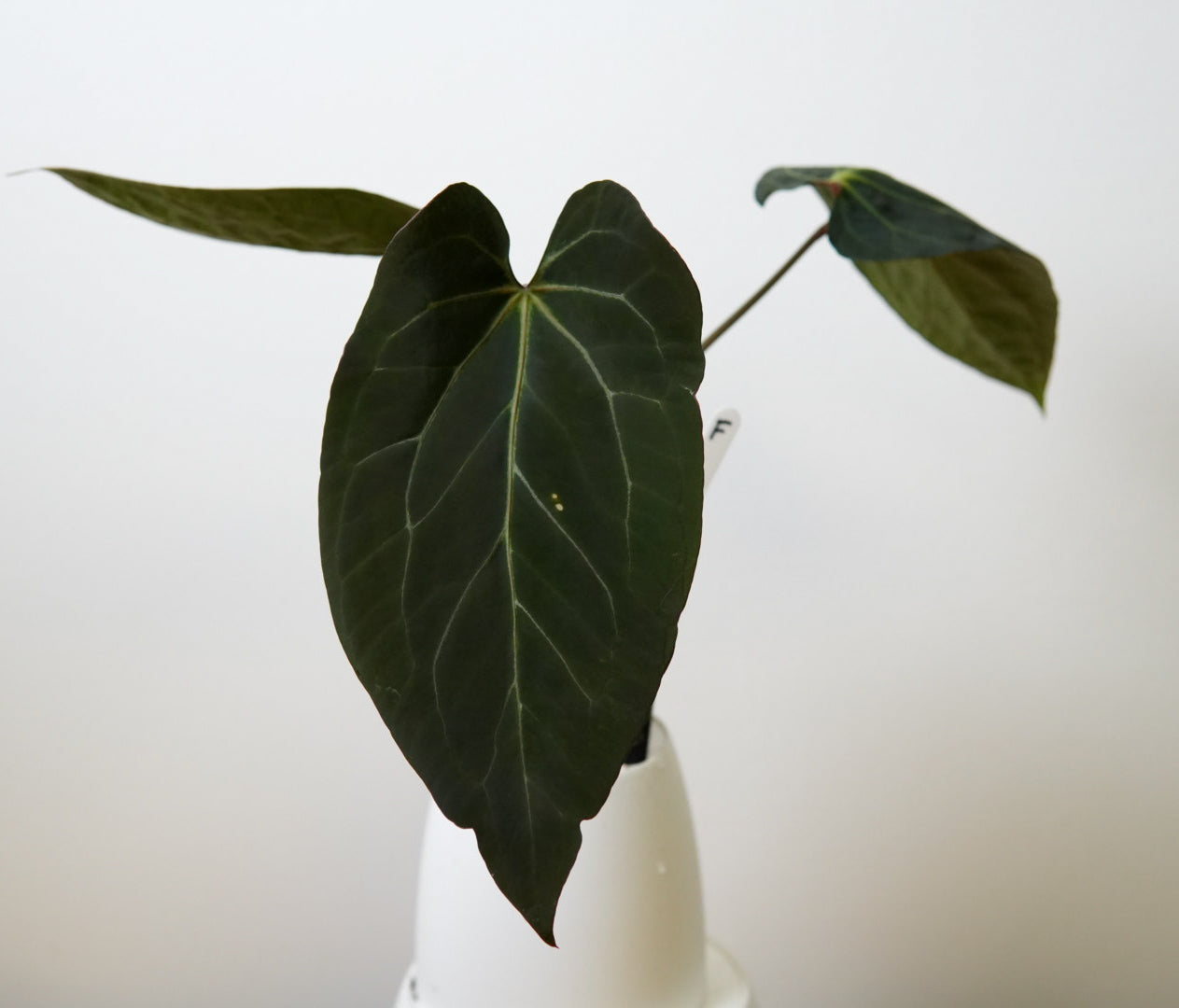 Anthurium (Zara x Michelle) x (Dorito Port x RLFS)