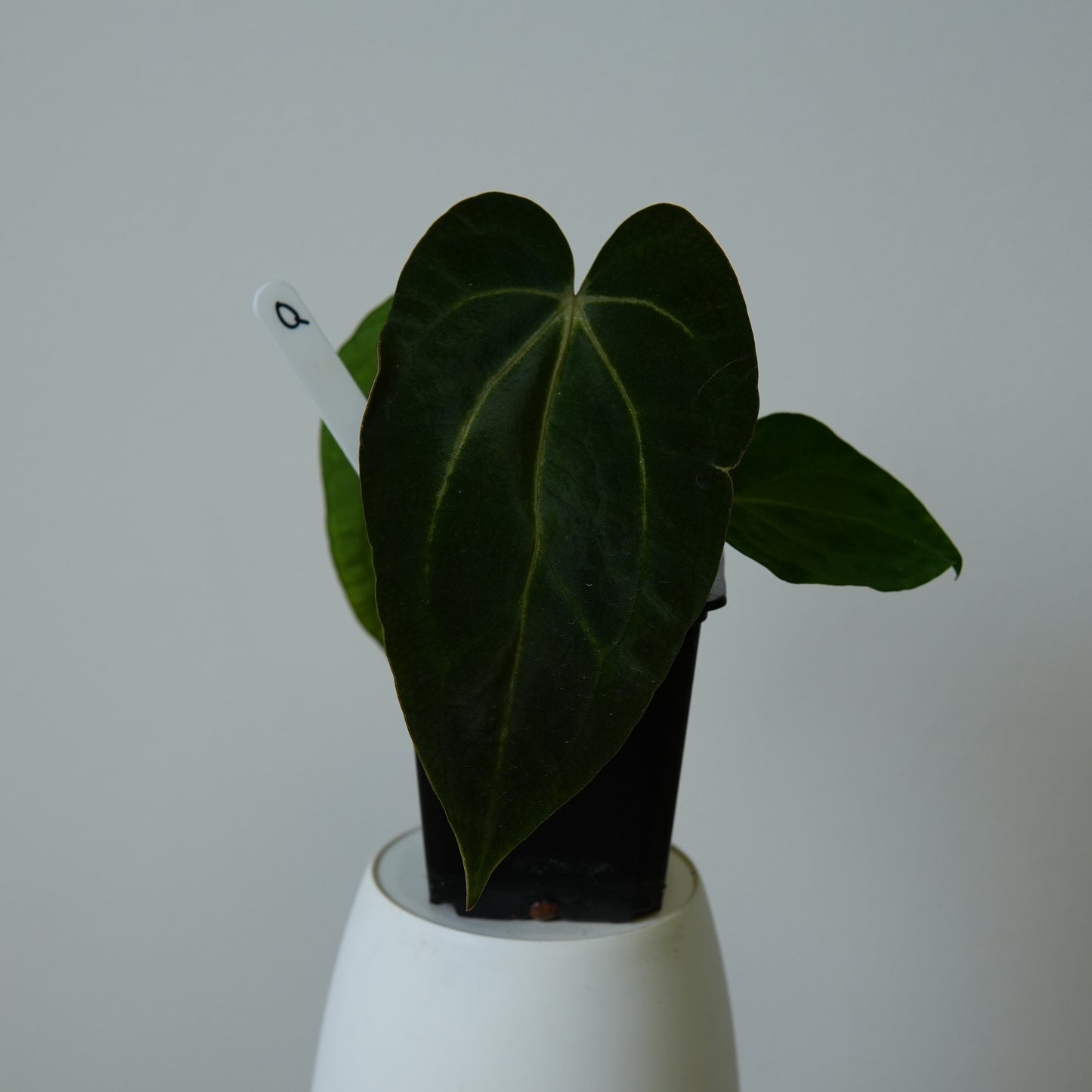 Anthurium carlablackiae (NSE) x carlablackiae X (NSE)