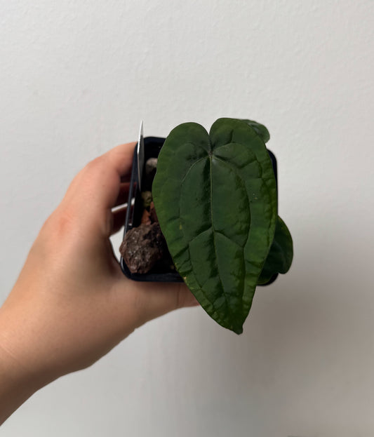 Anthurium AOS (df x gf)