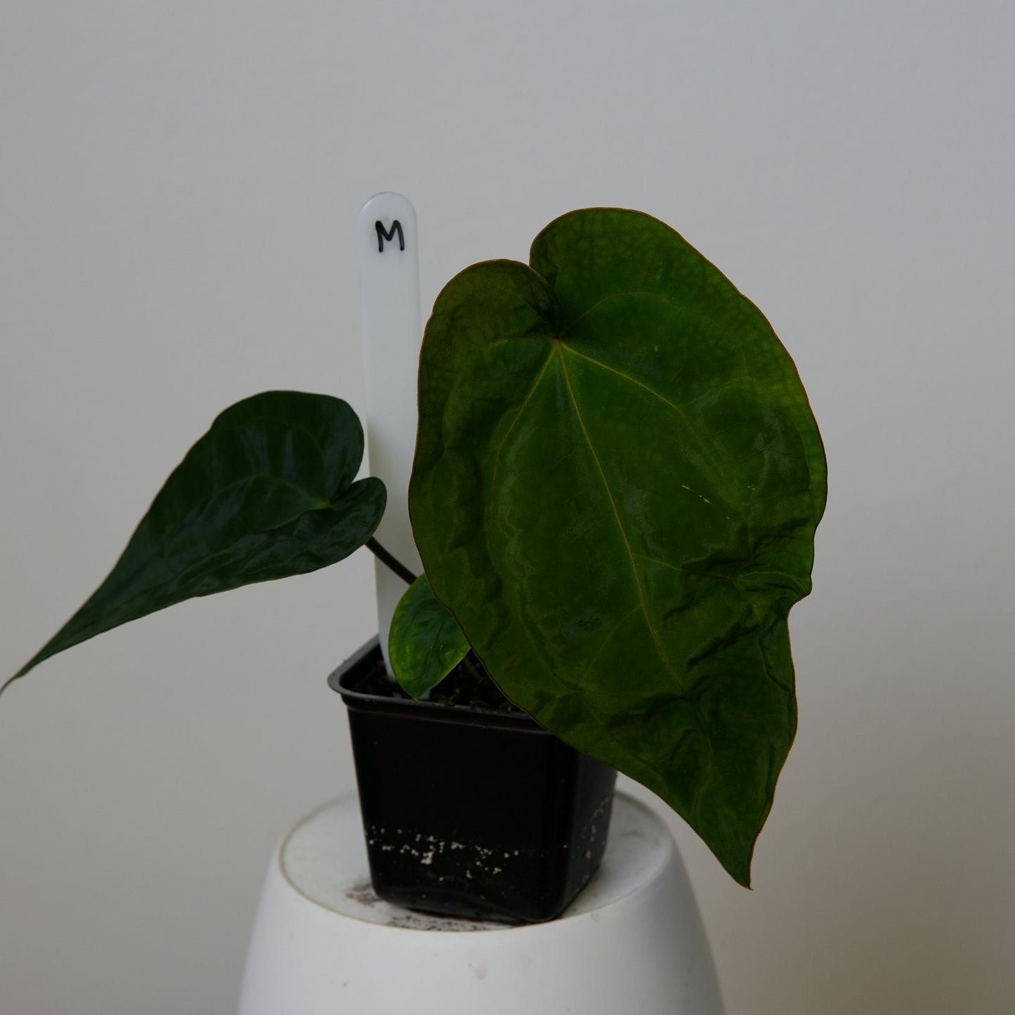 Anthurium (AOS x (Zara x Michelle) 6) x dressleri ('Black x RG f2')
