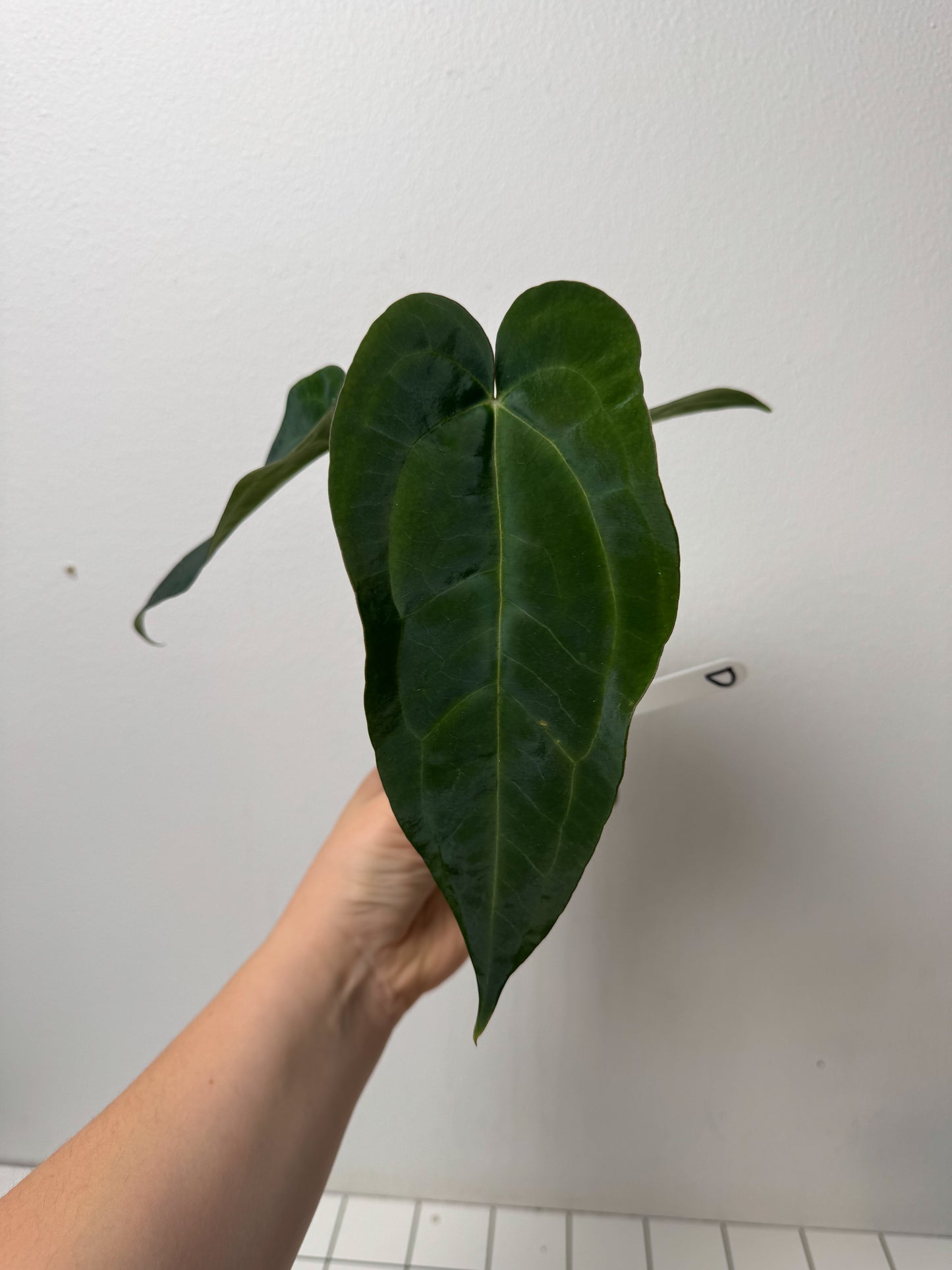 Anthurium (AOS x forgetii 2) x (Dorito port x RLFS)