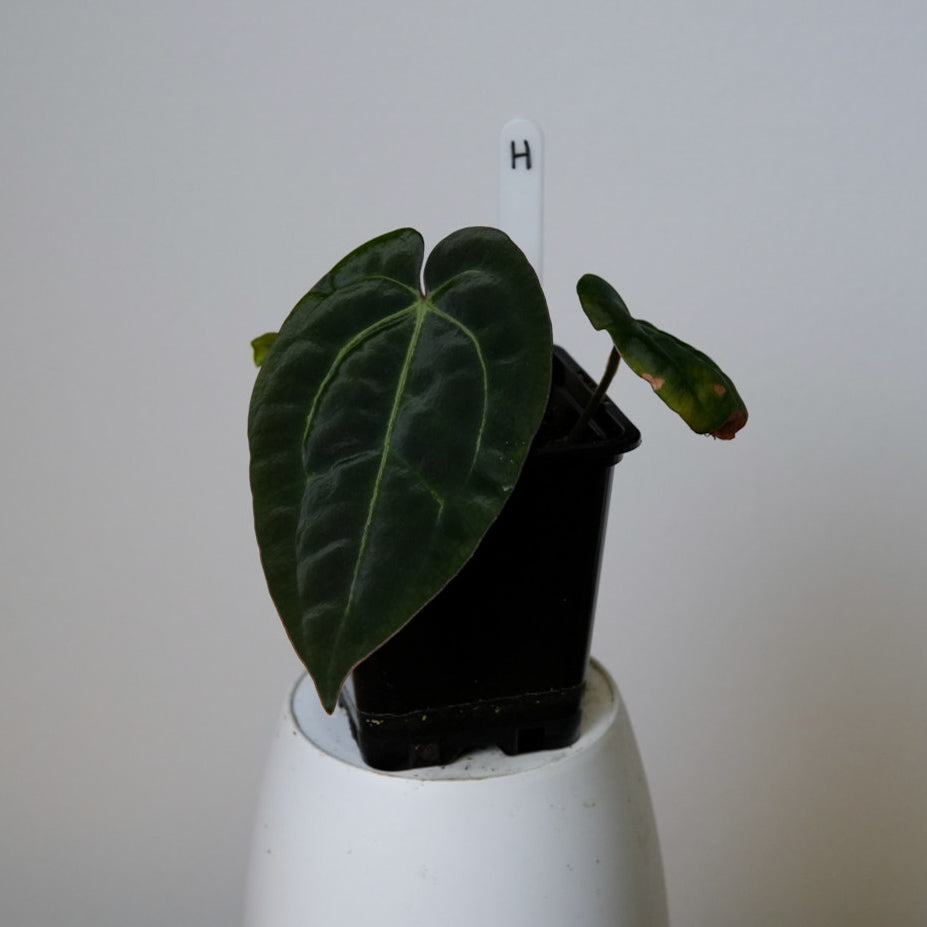 Anthurium Ace of Spades x carlablackiae (NSE)