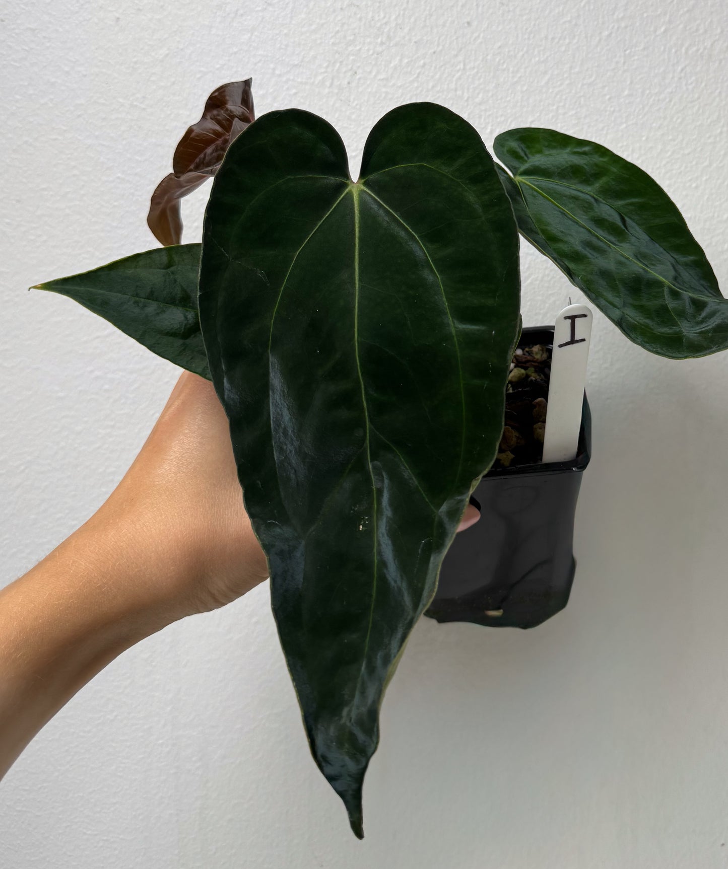 Anthurium (papX x pap x-one) variegated x carlablackiae X (NSE)
