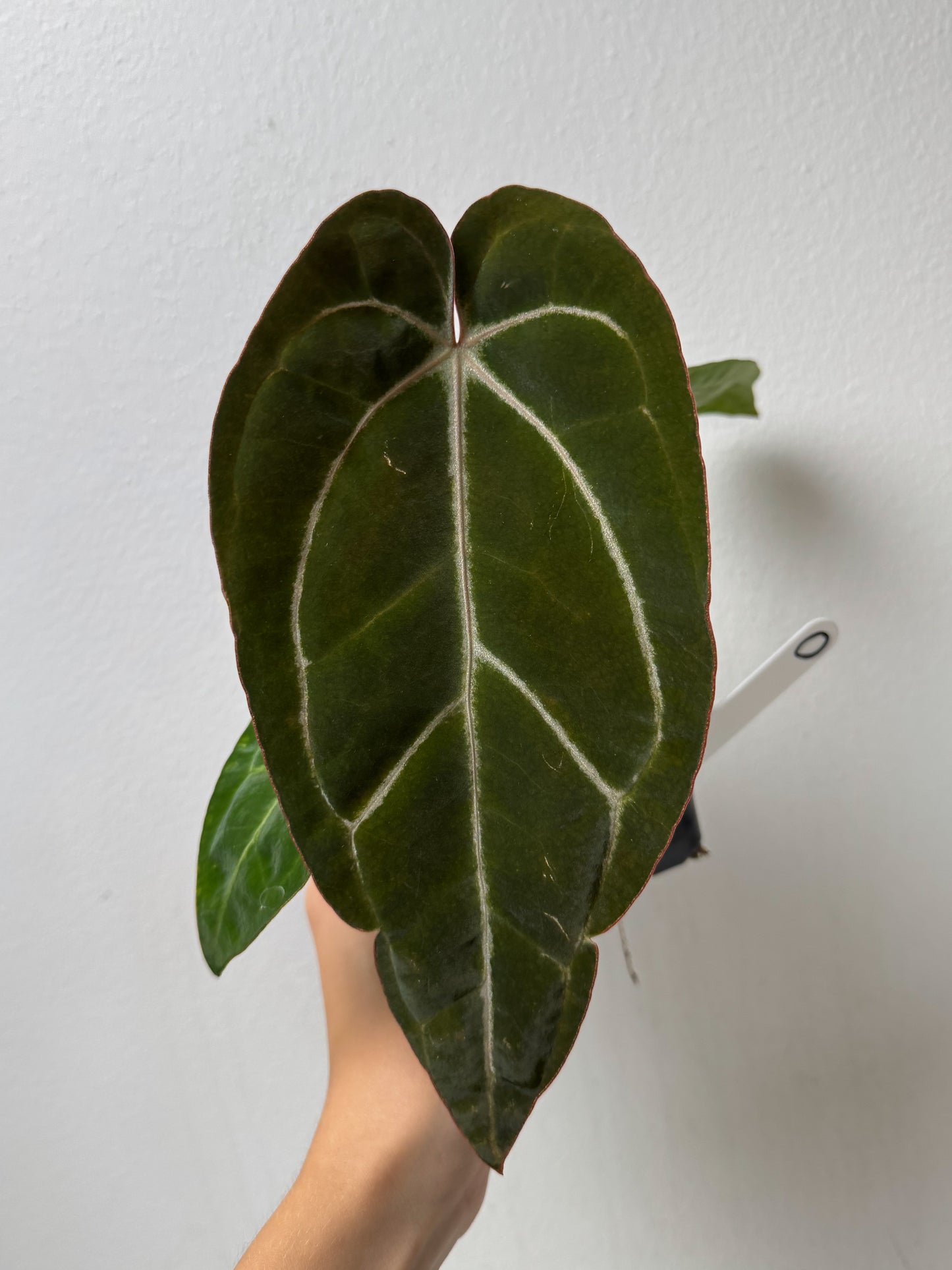 Anthurium Complex HU hybrid 1 x carlablackiae (NSE)