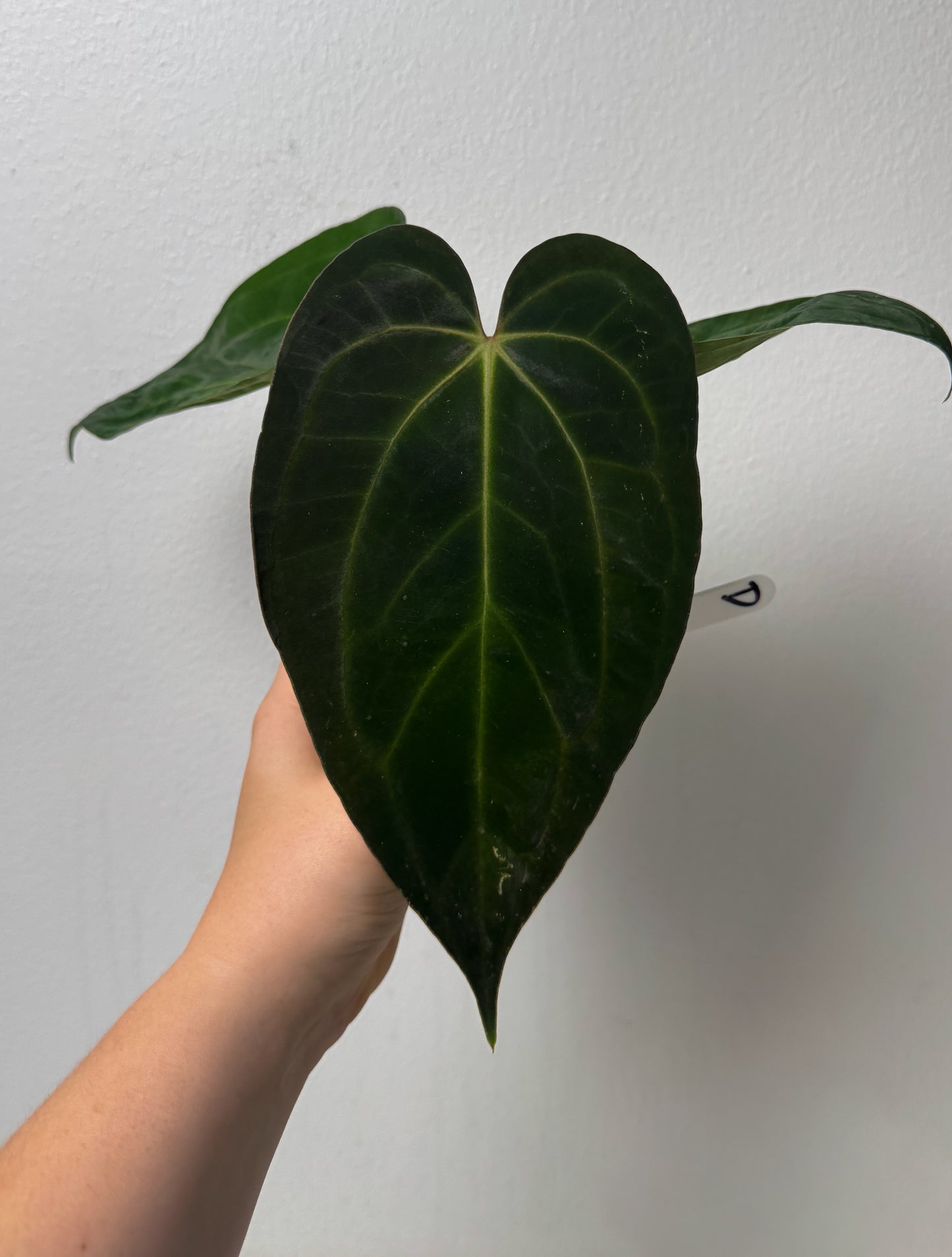 Anthurium (papX x pap x-one) variegated x carlablackiae X (NSE)