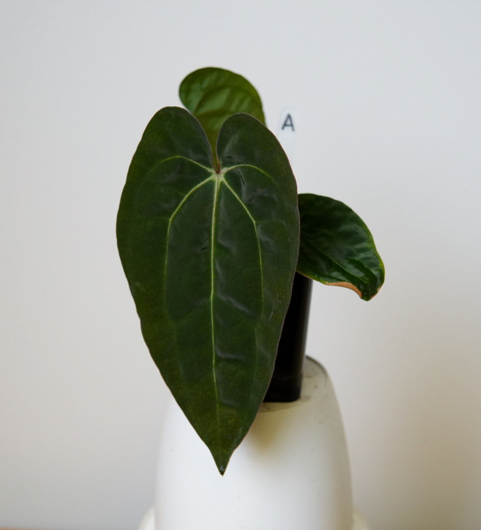 Anthurium Ace of Spades x carlablackiae (NSE)