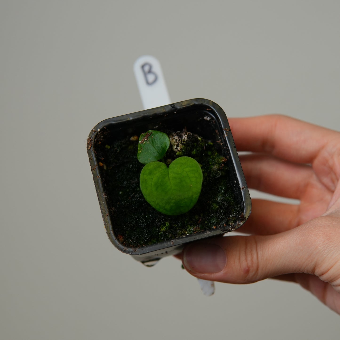 Anthurium ((subsignatum x pap 'Marie') x pap 'Grim Reaper') x RVDP