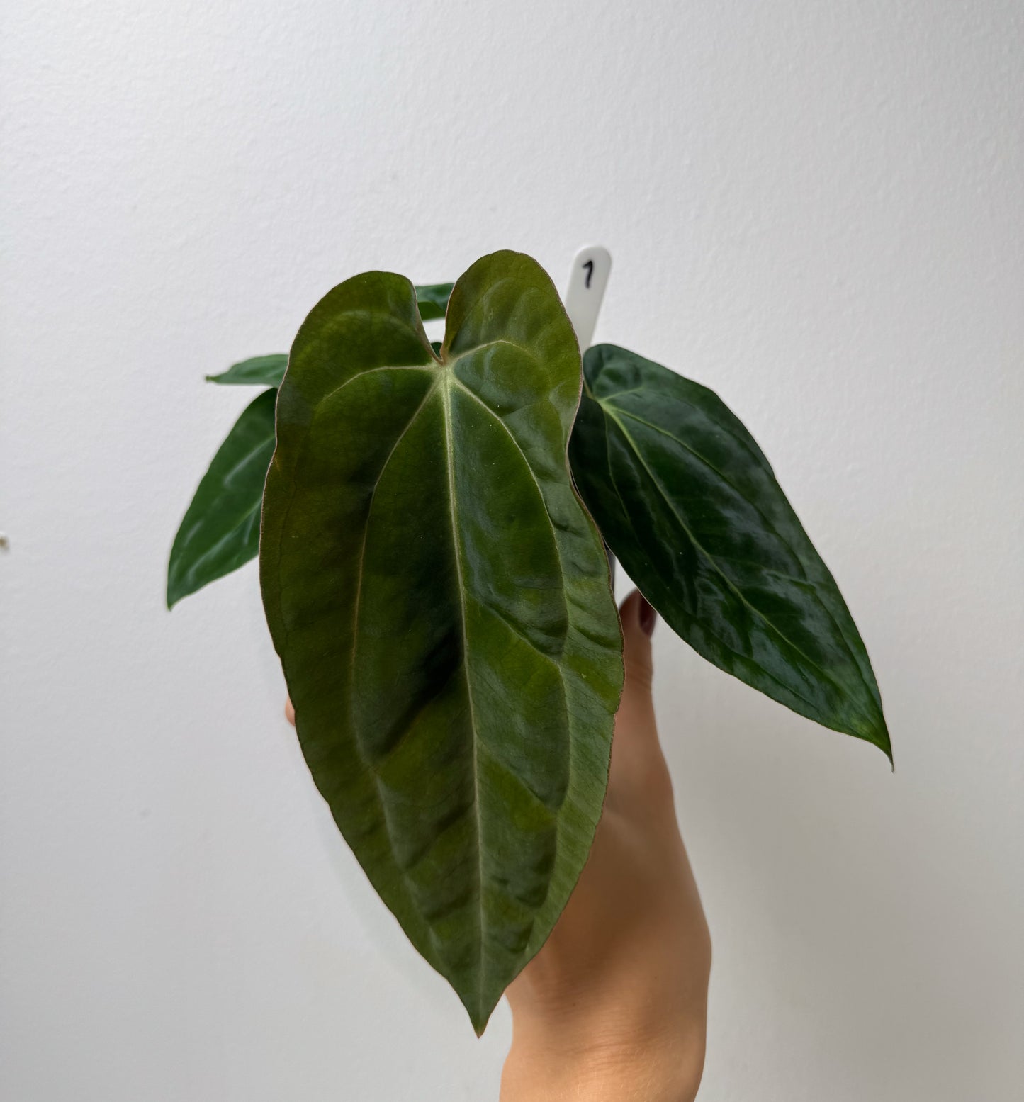 Anthurium BVEP ('round' x RA1) x open pollinated