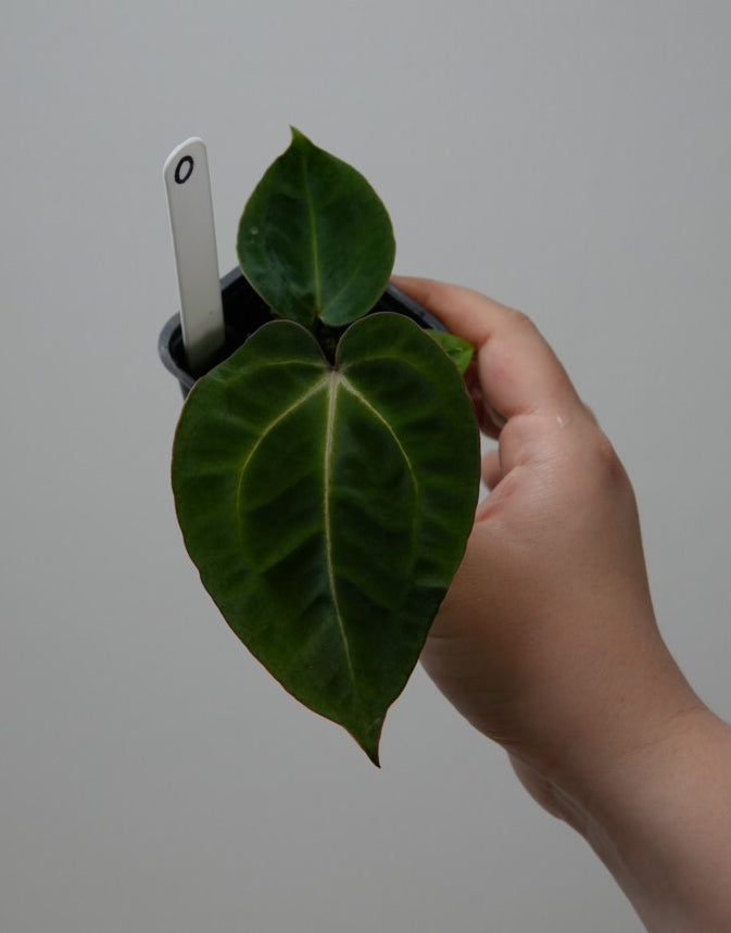 Anthurium (Zara x Michelle) x carlablackiae X (NSE)