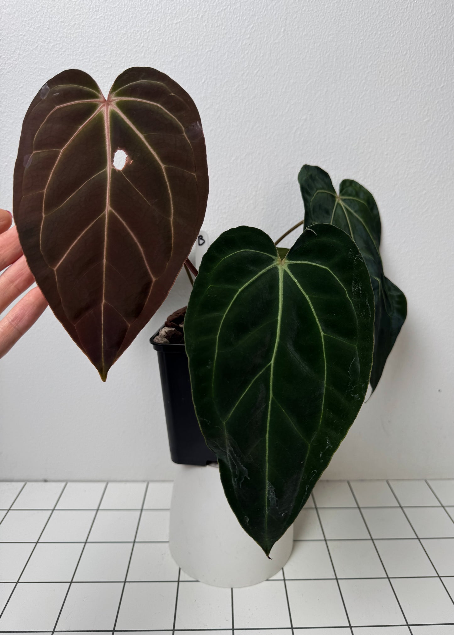 Anthurium besseae aff x carlablackiae X (NSE)