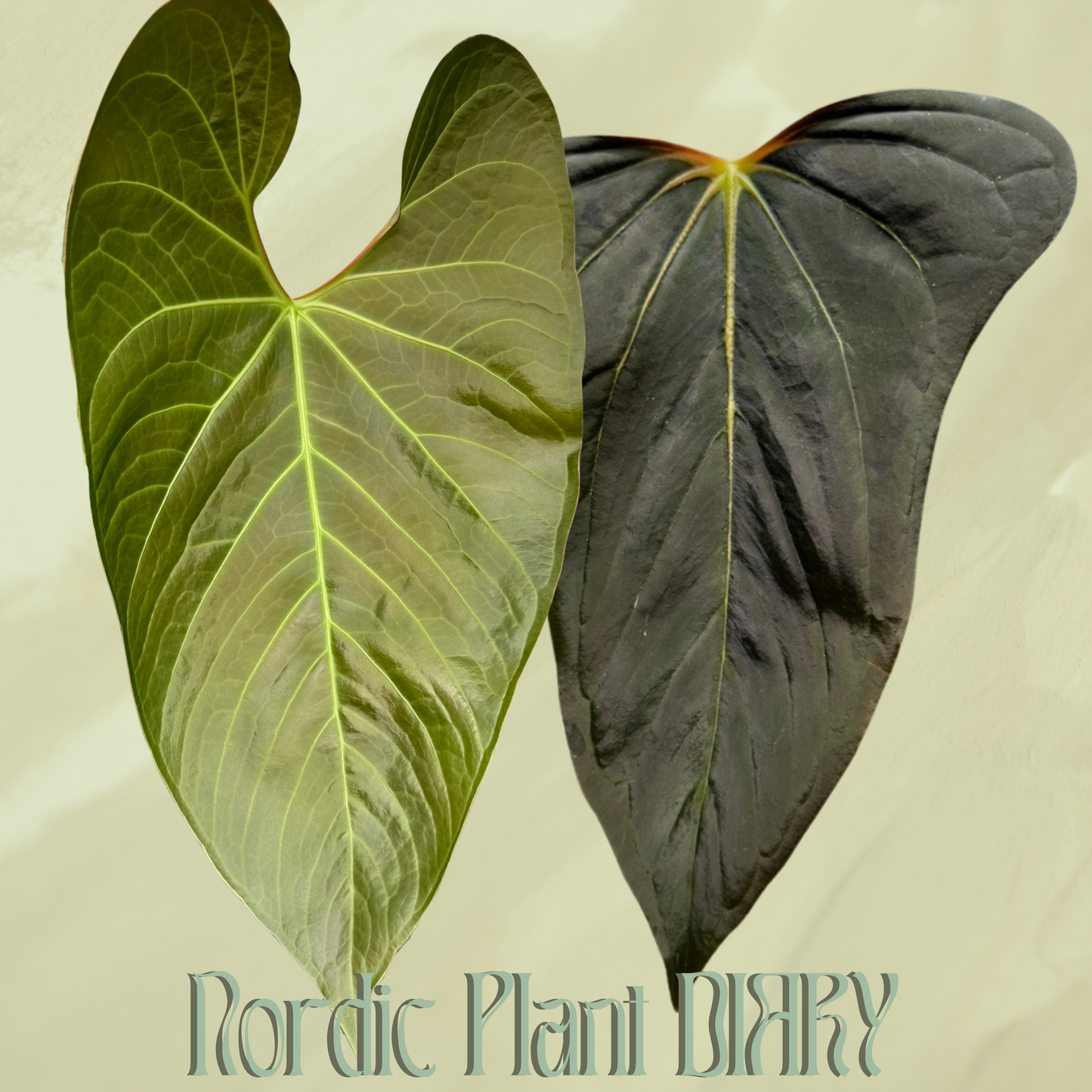 Anthurium Cv. Carmesim x (Dorito port x pap 'RLFS')