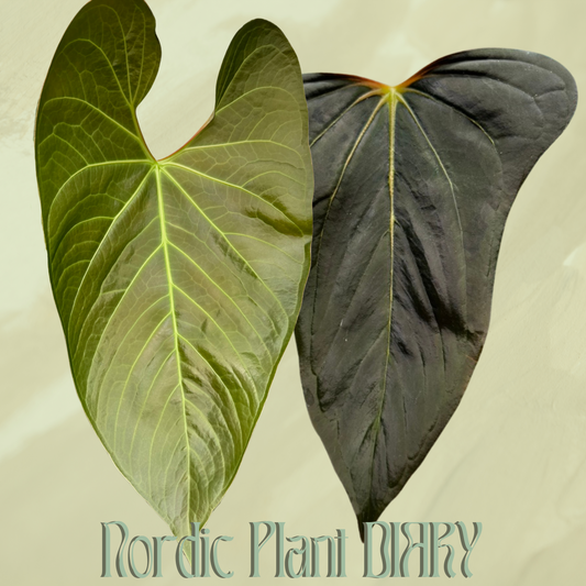 Anthurium Cv. Carmesim x (Dorito port x pap 'RLFS')