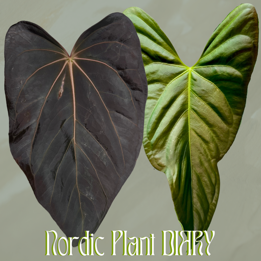 Anthurium carlaX (NSE) x (subsignatum x papillilaminum 'Marie')