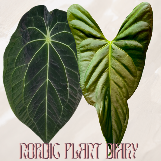 Anthurium (Velvet mask x besseae aff) 1 x (subsignatum x papillilaminum 'Marie')