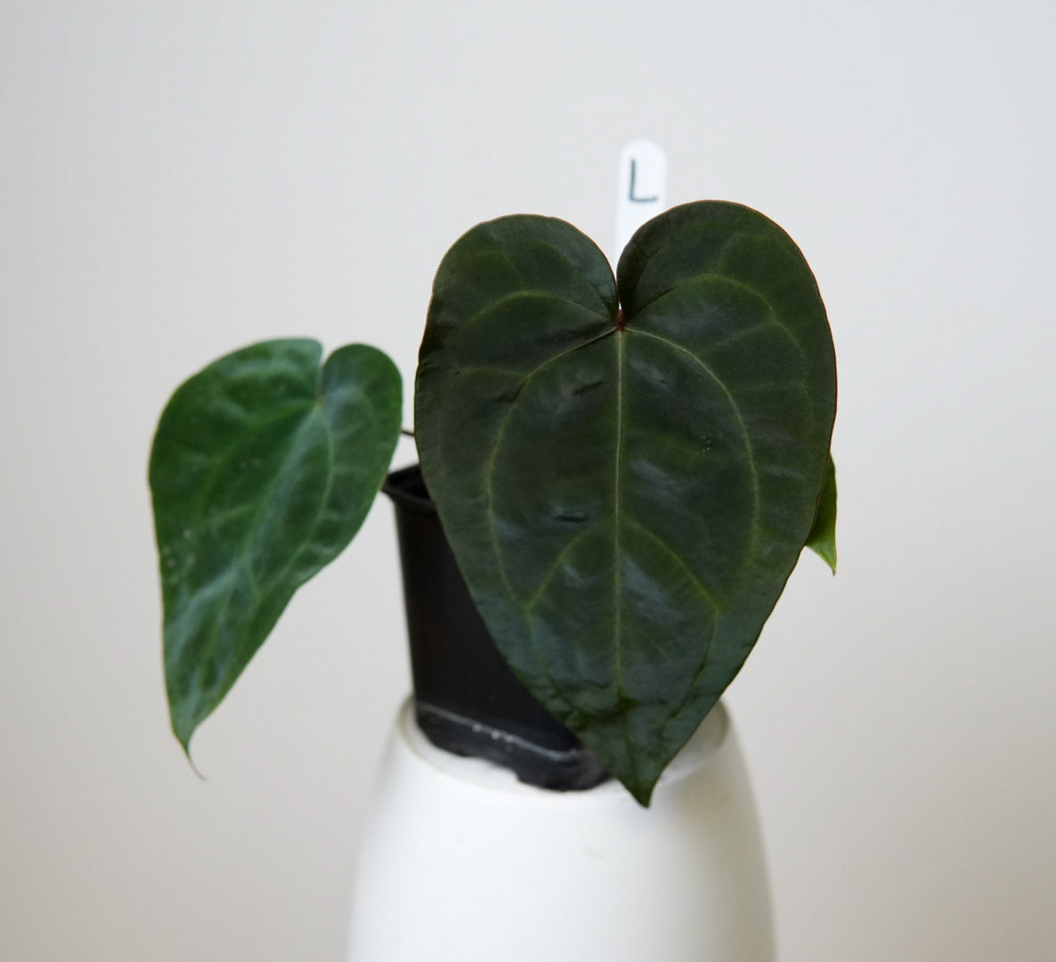 Anthurium (AOS x forgetii 2) x carlablackiae X (NSE)