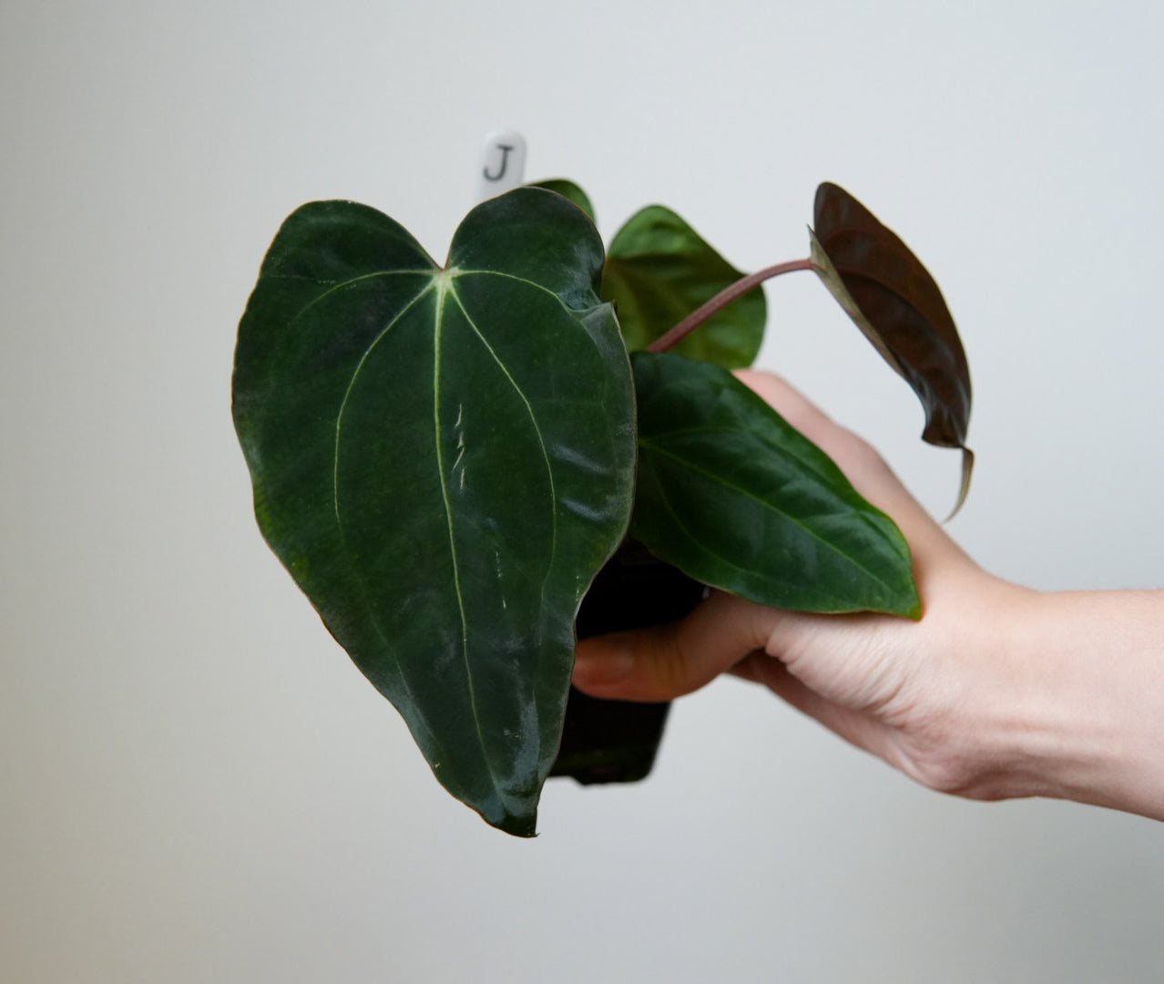 Anthurium carlablackiae (NSE) x BVEP ('SS x RA')