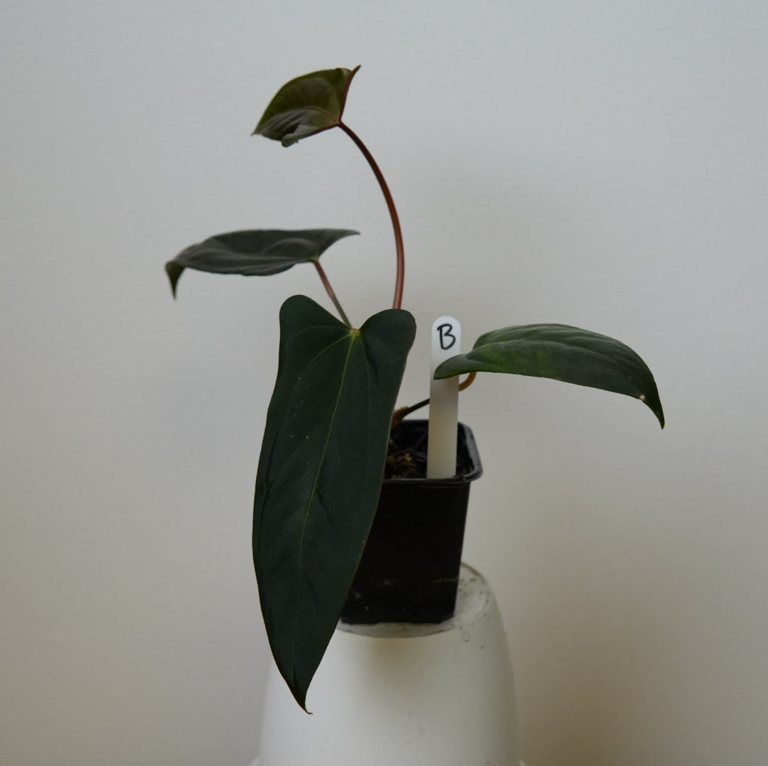 Anthurium (subsignatum x papillilaminum 'Marie') x (NSE dorito port x  papillilaminum RLFS)