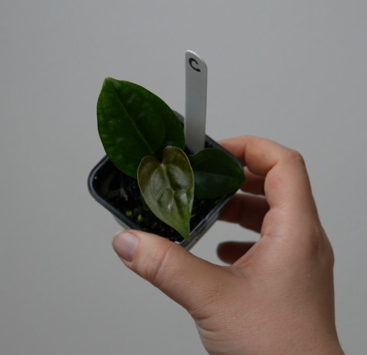 Anthurium (subsignatum x papillilaminum 'Marie') x carlablackiae NSE