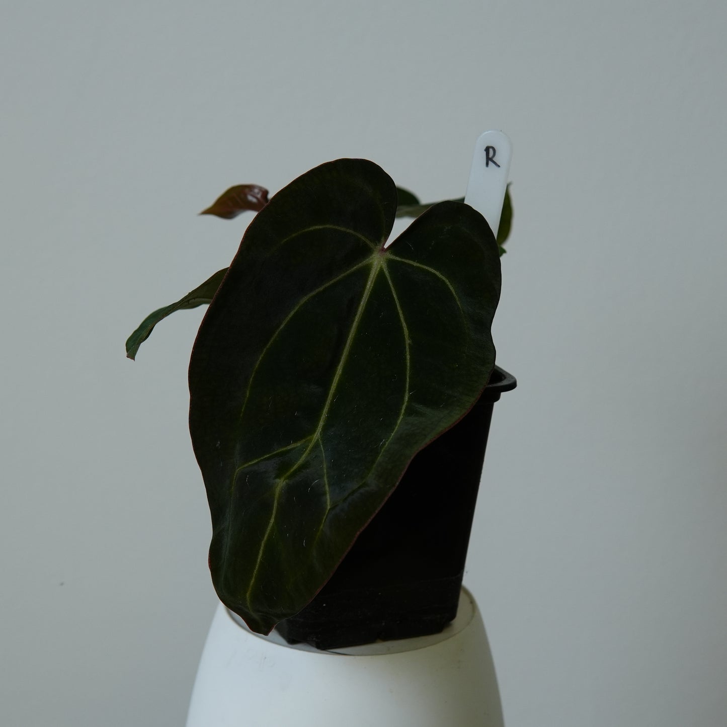 Anthurium carlablackiae (NSE) x carlablackiae X (NSE)