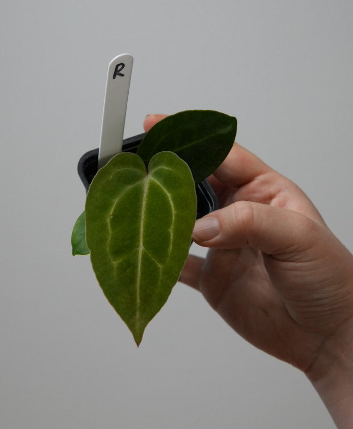 Anthurium (Zara x Michelle) x carlablackiae X (NSE)