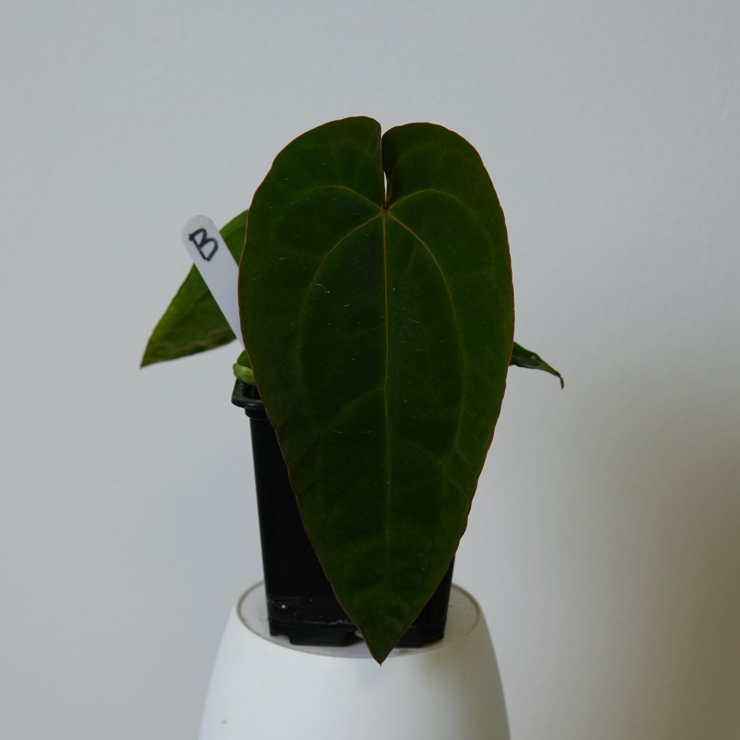 Anthurium (AOS x (Zara x Michelle) 6) x dressleri ('Black x RG f2')