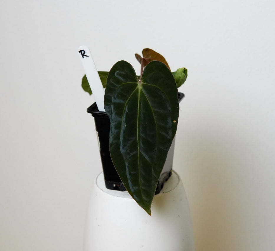 Anthurium carlablackiae (NSE) x BVEP ('SS x RA')