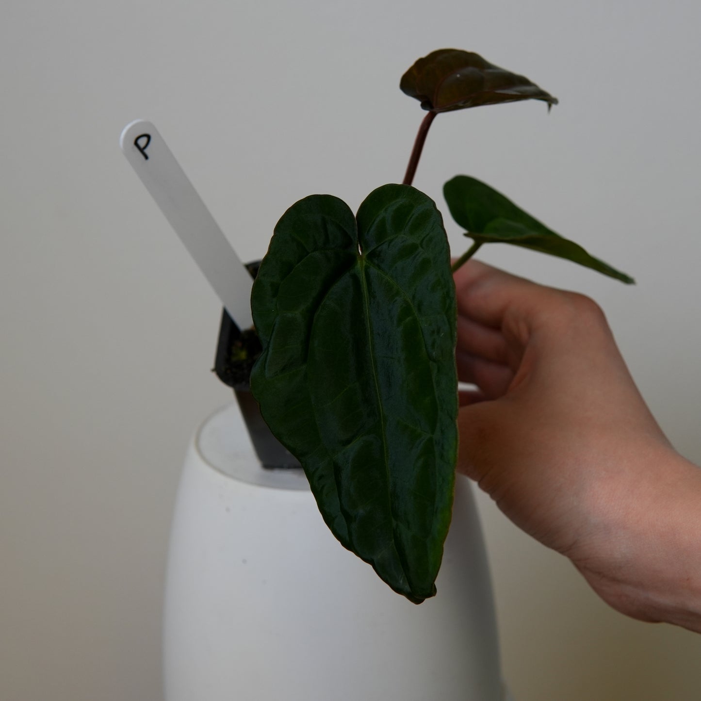 Anthurium (AOS x (Zara x Michelle) 6) x dressleri ('Black x RG f2')