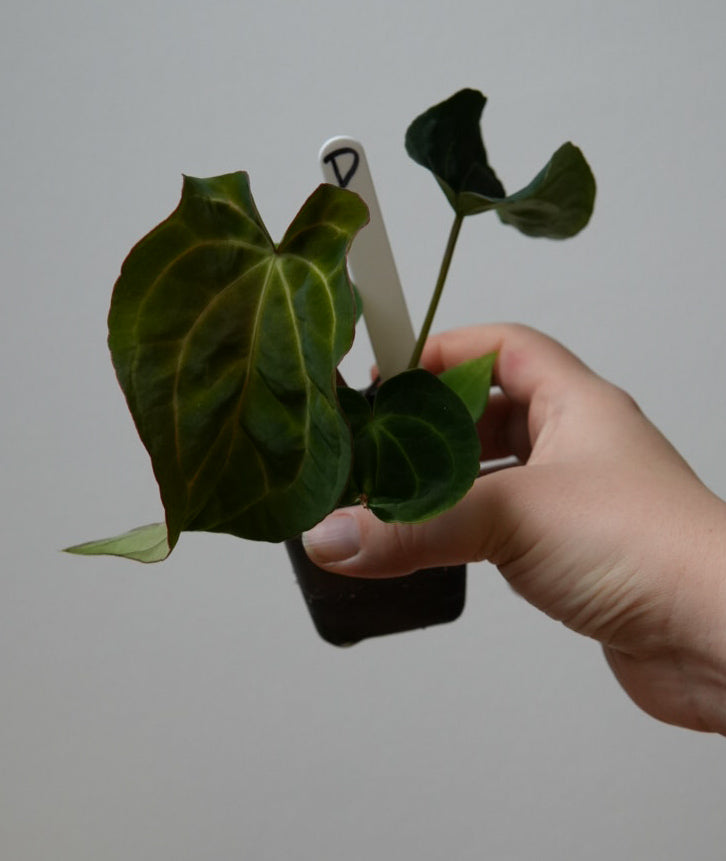 Anthurium (AOS x (Zara x Michelle) 1) x ((carlablackiae x dressleri RD) x pap 'RLFS')