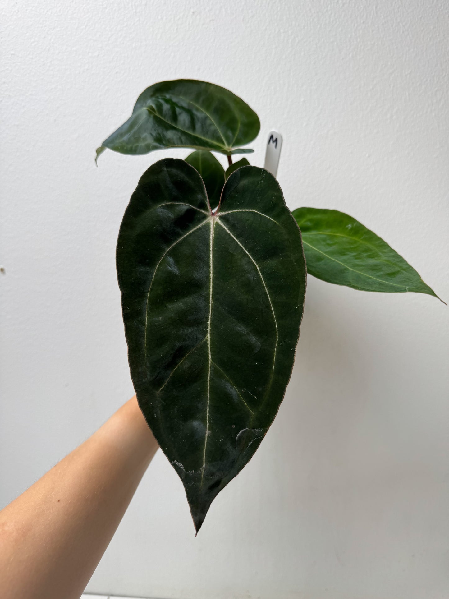 Anthurium Complex HU hybrid 1 x carlablackiae (NSE)