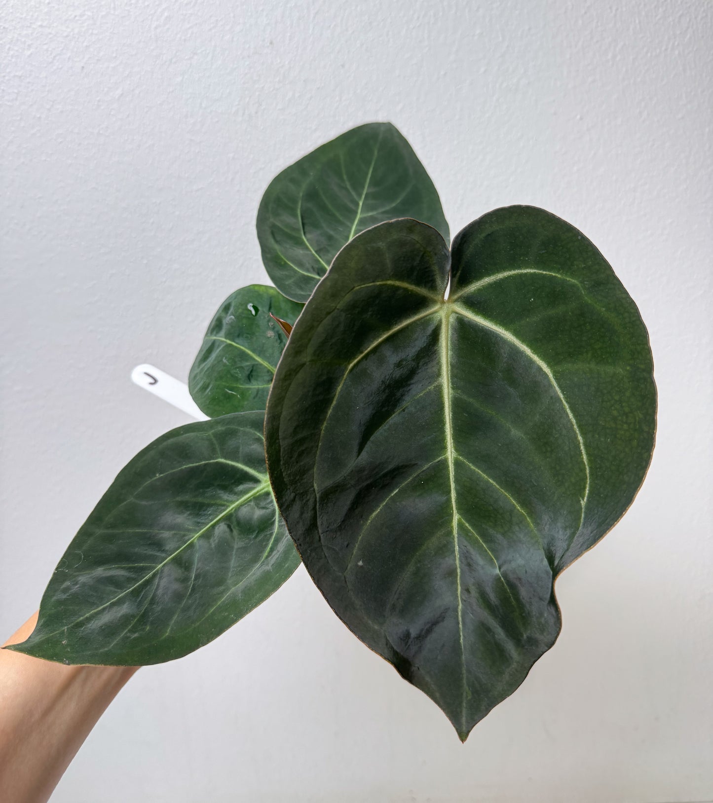 Anthurium complex HU hybrid 1 x carlablackiae X (NSE)