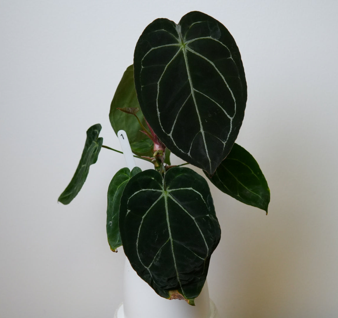 Anthurium Velvet mask x complex HU hybrid 1
