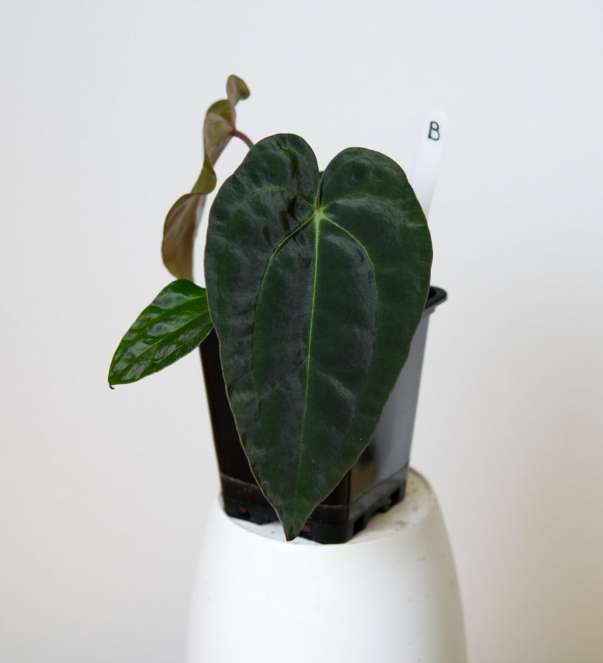 Anthurium Ace of Spades x carlablackiae (NSE)