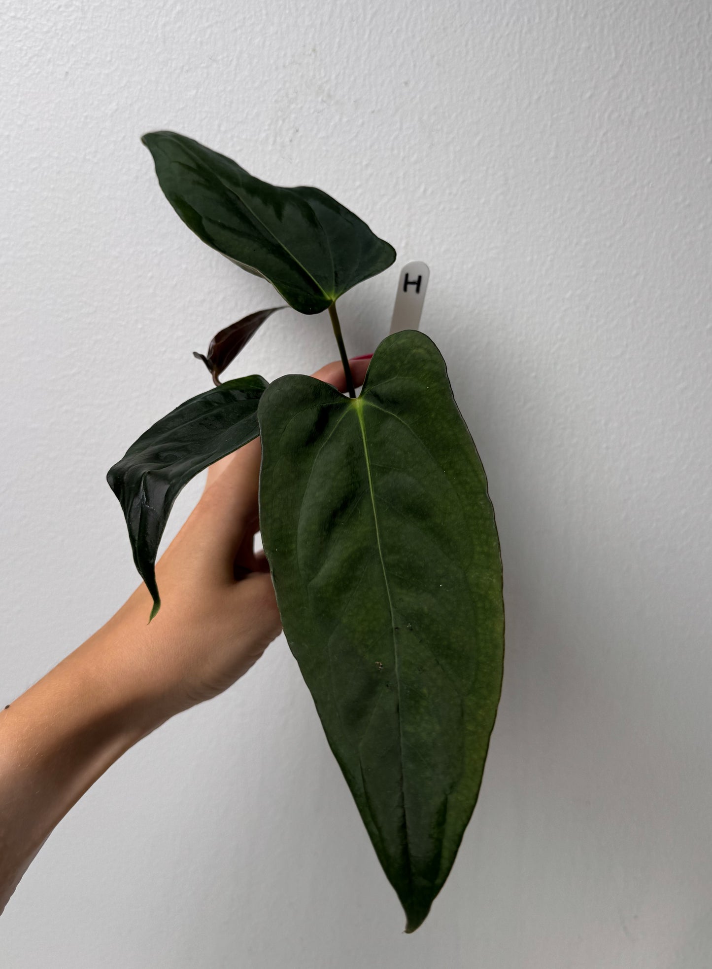 Anthurium (subsignatum x papillilaminum 'Marie') x (NSE dorito port x  papillilaminum RLFS)