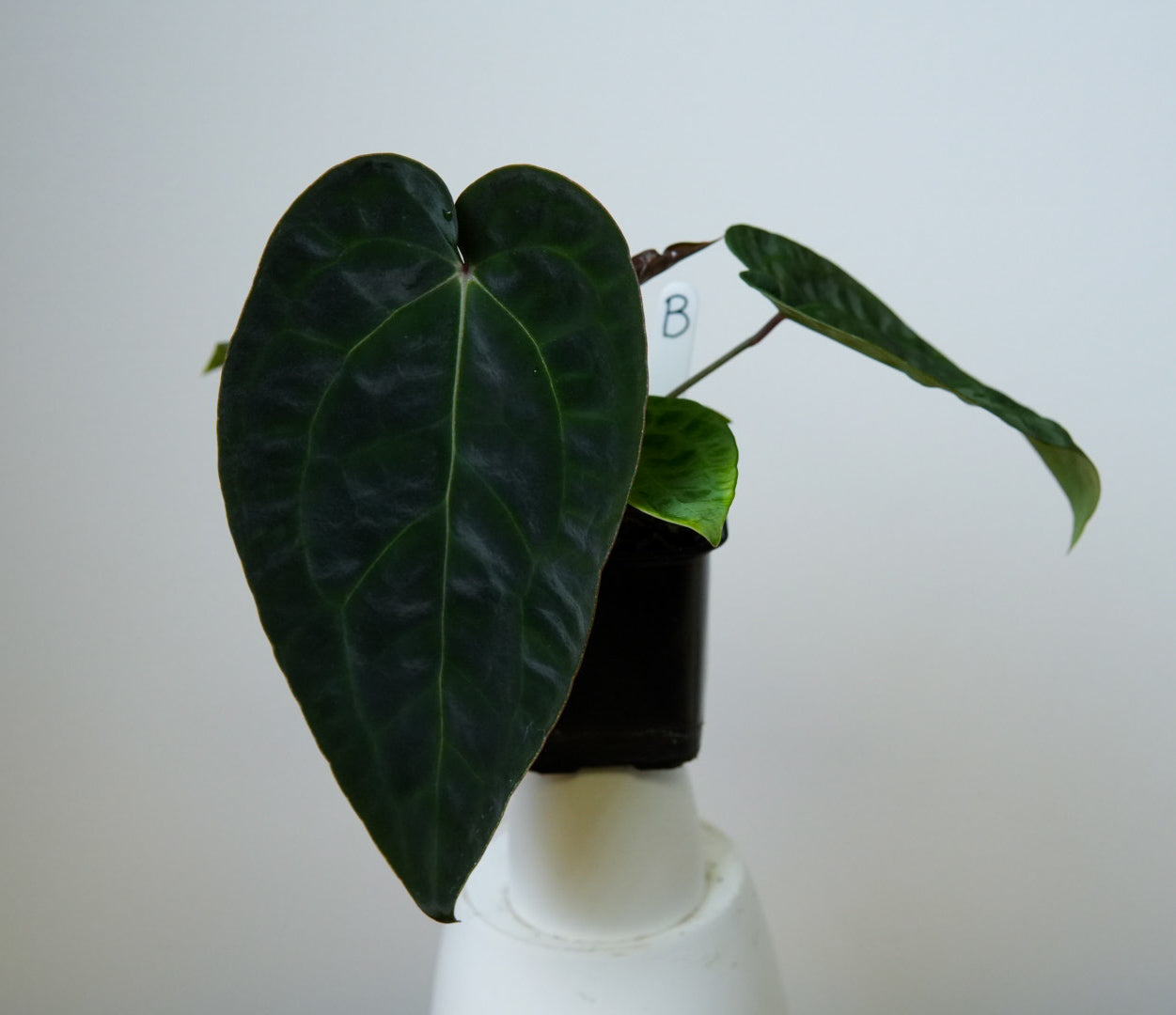 Anthurium (AOS x forgetii 2) x carlablackiae X (NSE)