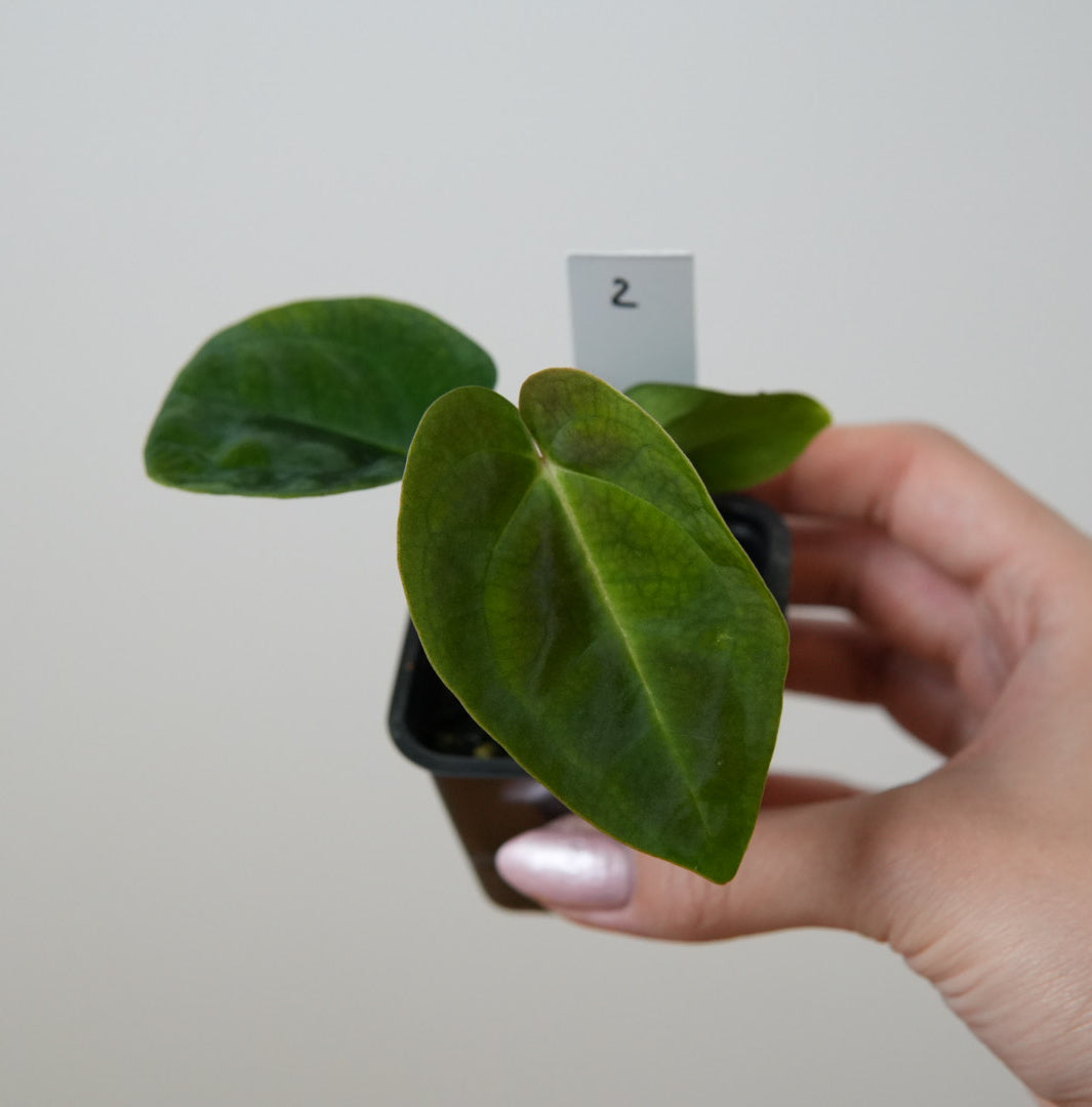 Anthurium (AOS x forgetii 2) x besseae aff