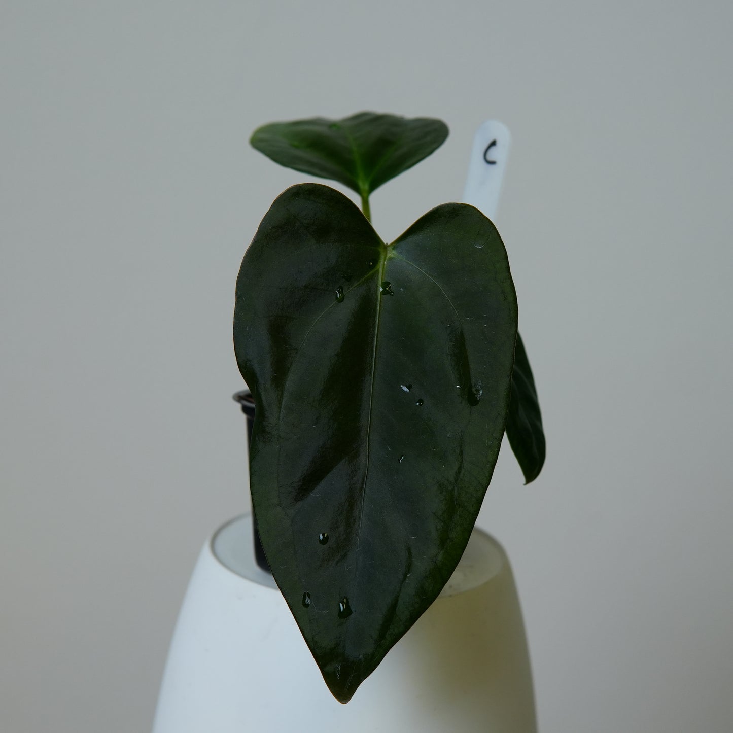 Anthurium (subsignatum x papillilaminum 'Marie') x carlablackiae NSE
