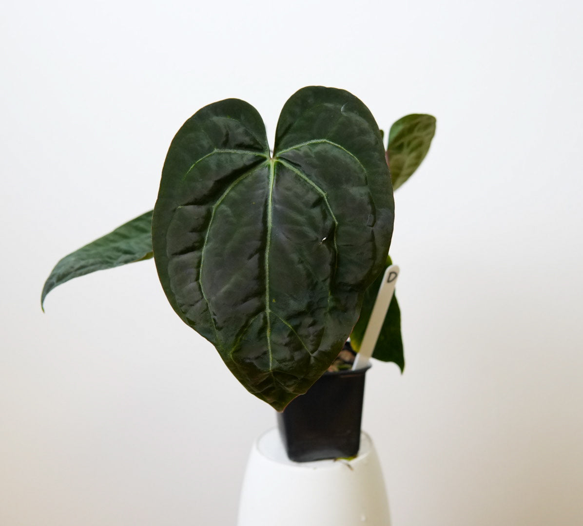 Anthurium (Zara x Michelle) x (Dorito Port x RLFS)