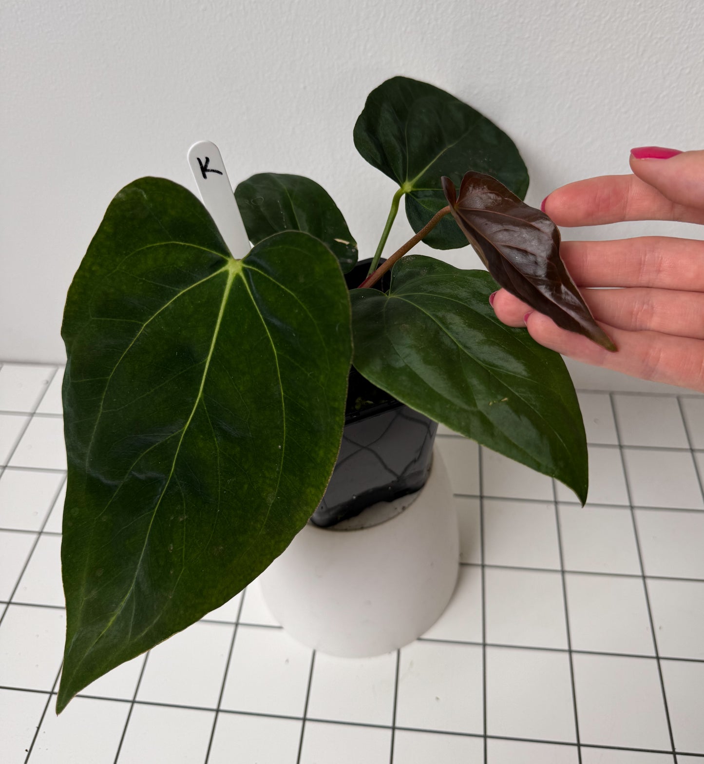 Anthurium (midnight velvet x 'red studd') x carlablackiae x (NSE)