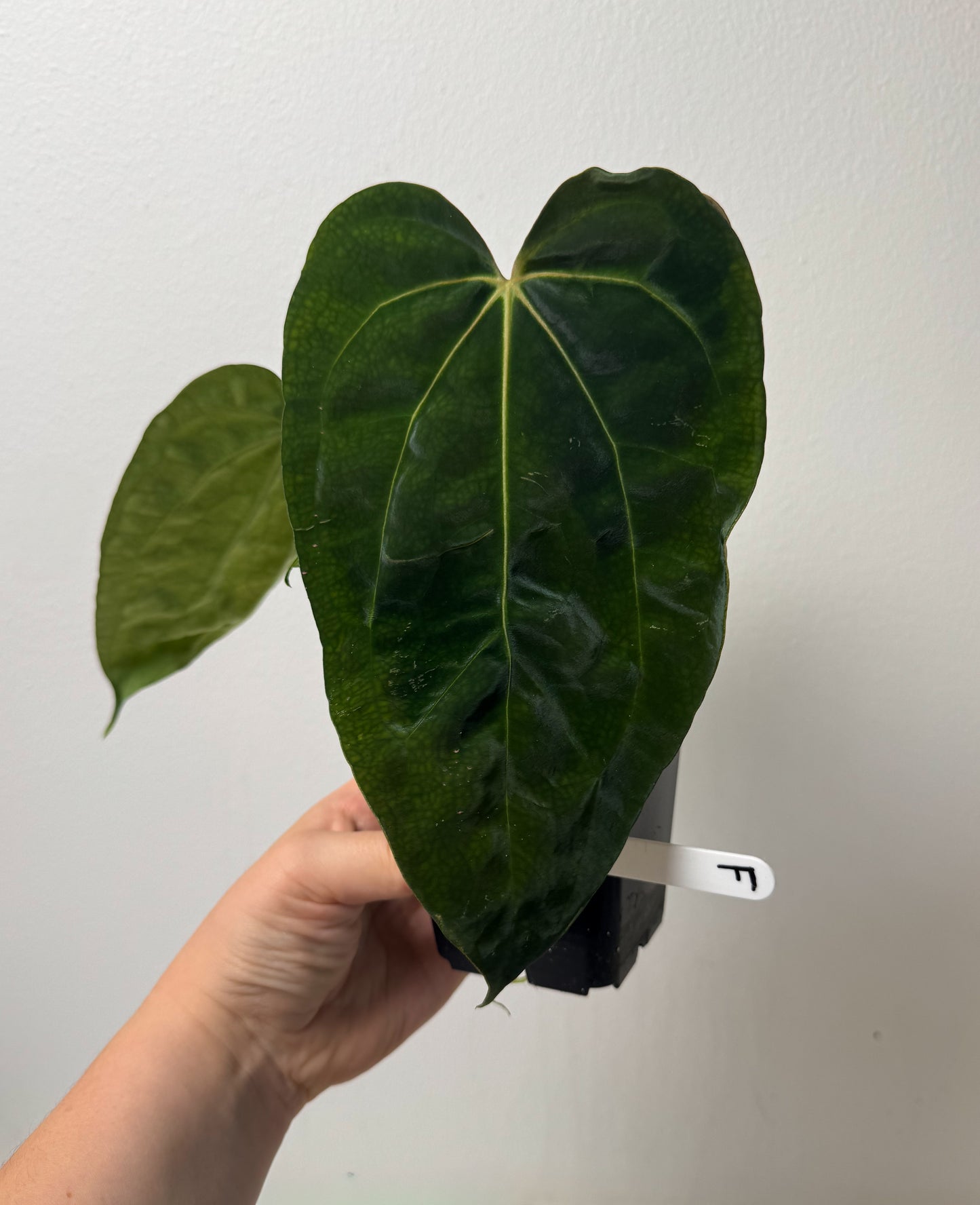 Anthurium (papX x pap x-one) variegated x carlablackiae X (NSE)